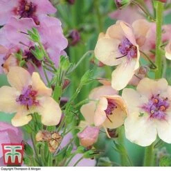 Verbascum X Hybrida 'Southern Charm' -Perfect Greenery VERB T74435 D