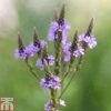 Verbena Hastata 'Blue Spires' -Perfect Greenery VERB T82220 A