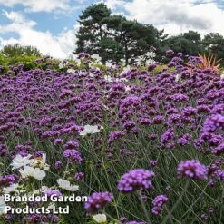 Best Value Perennial Collection -Perfect Greenery VERB BUENOSAIR L24342202