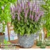 Veronica 'Lavender Lightsaber' -Perfect Greenery VERO LAVLIGHTS S35064