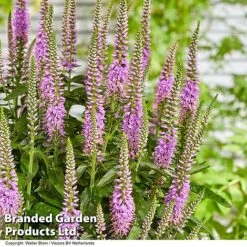 Veronica 'Lavender Lightsaber' -Perfect Greenery VERO LAVLIGHTS S35065