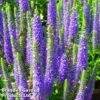 Veronica Spicata 'Ulster Dwarf Blue' 1 Veronica Spicata 'Ulster Dwarf Blue' -Perfect Greenery VERO ULSTERDWR1