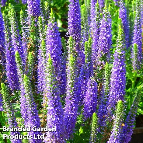 Veronica Spicata 'Ulster Dwarf Blue' 3 Veronica Spicata 'Ulster Dwarf Blue'