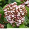 Viburnum Tinus 'Lisarose' -Perfect Greenery VIBU 6209 A1