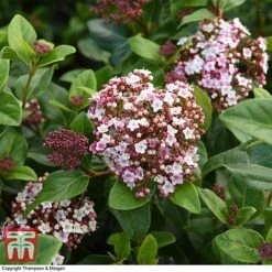 Viburnum Tinus 'Lisarose' -Perfect Greenery VIBU 6209 A3