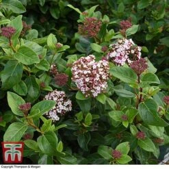 Viburnum Tinus 'Lisarose' -Perfect Greenery VIBU 6209 A4