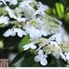 Viburnum Plicatum F. Tomentosum 'Kilimanjaro' -Perfect Greenery VIBU T55673 A h