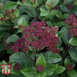 Viburnum Tinus 'Lisarose' -Perfect Greenery VIBU T62090 A