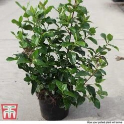 Viburnum Tinus 'Lisarose' -Perfect Greenery VIBU T62090 B1