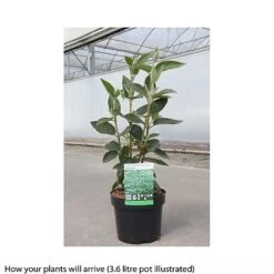 Viburnum Lantana 'Mohican' -Perfect Greenery VIBU T66508 A h