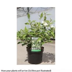 Viburnum Plicatum 'Watanabe' -Perfect Greenery VIBU T66513 B h