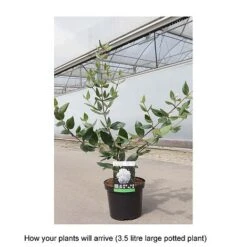 Viburnum Burkwoodii -Perfect Greenery VIBU T68195 B h