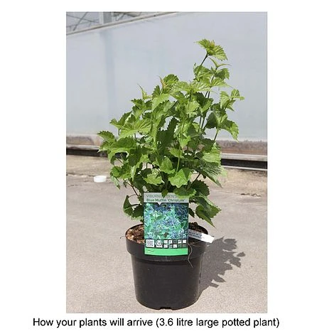 Viburnum Dentatum 'Blue Muffin Christom' 4 Viburnum Dentatum 'Blue Muffin Christom' - Image 2