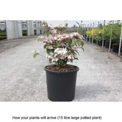 Viburnum Plicatum F. Tomentosum 'Molly Schroeder' -Perfect Greenery VIBU T68215 B h