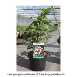 Viburnum Sargentii 'Onondaga' -Perfect Greenery VIBU T68221 B h