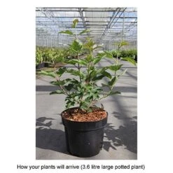 Viburnum Trilobum 'Wentworth' 5 Viburnum Trilobum 'Wentworth' -Perfect Greenery VIBU T68225 B h