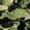 Viburnum Carlesii 'Aurora' 1 Viburnum Carlesii 'Aurora' -Perfect Greenery VIBU T74350 A h