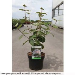 Viburnum Carlesii 'Aurora' 5 Viburnum Carlesii 'Aurora' -Perfect Greenery VIBU T74350 B h