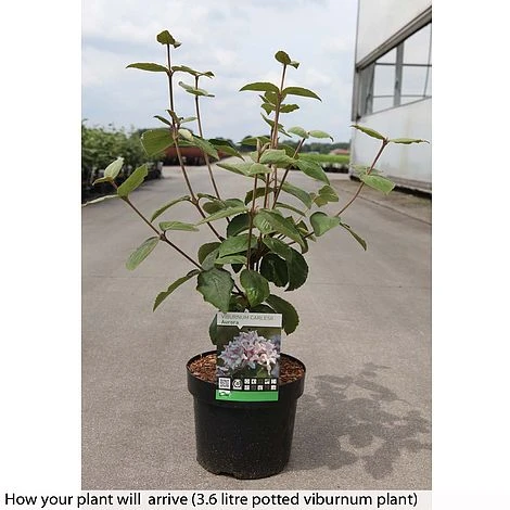 Viburnum Carlesii 'Aurora' 4 Viburnum Carlesii 'Aurora' - Image 2