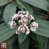 Viburnum Davidii -Perfect Greenery VIBU TKA3676 A