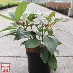 Viburnum Davidii -Perfect Greenery VIBU TKA3676 B