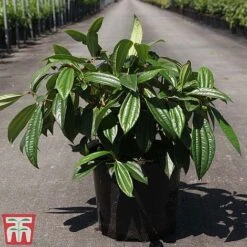 Viburnum Davidii -Perfect Greenery VIBU TKA3676 C