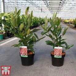 Viburnum Nudum 'Brandywine' -Perfect Greenery VIBU TKA3684 A