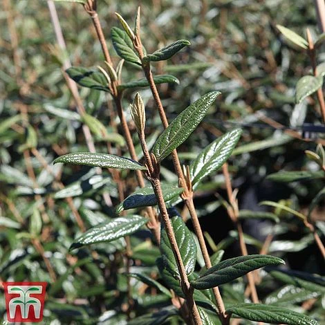 Viburnum 'Pragense' 3 Viburnum 'Pragense'