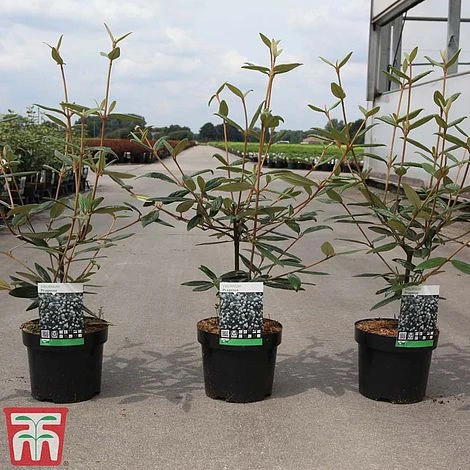 Viburnum 'Pragense' 4 Viburnum 'Pragense' - Image 2