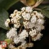 Viburnum Rhytidophyllum -Perfect Greenery VIBU TKA3692 A1