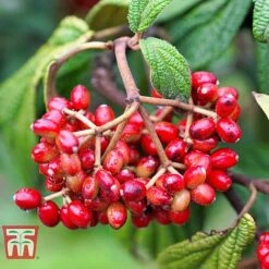 Viburnum Rhytidophyllum 8 Viburnum Rhytidophyllum -Perfect Greenery VIBU TKA3692 B
