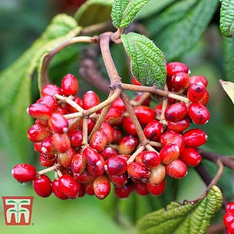 Viburnum Rhytidophyllum 4 Viburnum Rhytidophyllum - Image 2