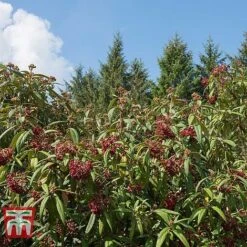 Viburnum Rhytidophyllum 9 Viburnum Rhytidophyllum -Perfect Greenery VIBU TKA3692 C