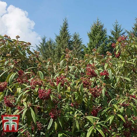 Viburnum Rhytidophyllum 5 Viburnum Rhytidophyllum - Image 3