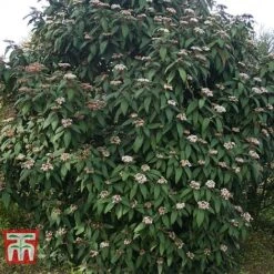 Viburnum Rhytidophyllum 10 Viburnum Rhytidophyllum -Perfect Greenery VIBU TKA3692 D