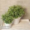 Viburnum 'Fairy Stars' -Perfect Greenery VIBU FAIRYSTAR S49455