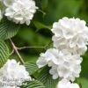 Viburnum Plicatum F. Plicatum 'Newport' 1 Viburnum Plicatum F. Plicatum 'Newport' -Perfect Greenery VIBU NEWPORT1