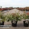 Viburnum Plicatum 'Pinkawai' -Perfect Greenery VIBU PINKAWAI S46114
