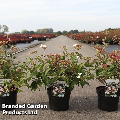 Viburnum Plicatum 'Pinkawai' 3 Viburnum Plicatum 'Pinkawai'