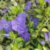 Vinca Minor 'Illumination' -Perfect Greenery VINC T58496 A h