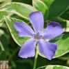 Vinca Minor 'Ralph Shugert' -Perfect Greenery VINC T79115 A h