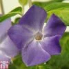 Vinca Major 'Maculata' -Perfect Greenery VINC TKA0989 A