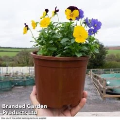 Viola 'Sorbet XP' -Perfect Greenery VIOL T55682 F