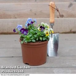 Viola 'Autumn Jewels Mixed' (Garden Ready) -Perfect Greenery VIOL T62669 F