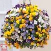 Viola 'Teardrops' Pre-Planted Hanging Basket -Perfect Greenery VIOL TKA6693 A