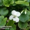 Viola Sororia 'Albiflora' -Perfect Greenery VIOL ALBIFLORA L44983