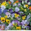 Viola 'Sorbet XP' -Perfect Greenery VIOL SORBETMIX T03672W