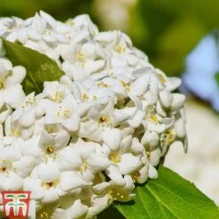 Viburnum X Carlcephalum -Perfect Greenery VIRB t79114 C