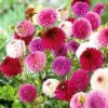 Dahlia 'Pink/Purple Pompon Mix' -Perfect Greenery VISI51794