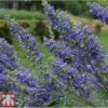 Vitex Agnus-castus 'Delta Blues' -Perfect Greenery VITE T81832 A